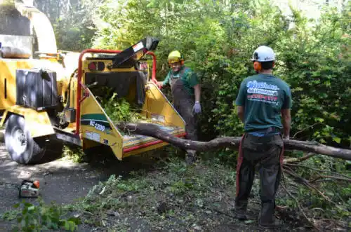 tree services Banning